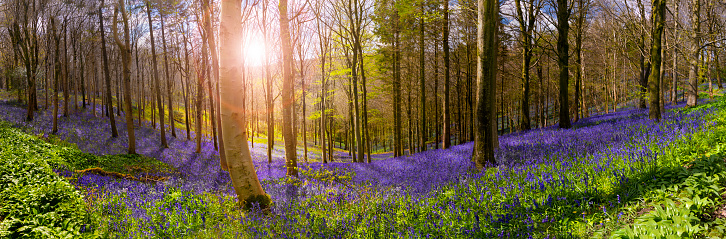 Sun shines through beech and birch trees on a Dorset hillside