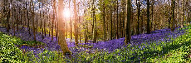 Sunlight illuminates peaceful bluebell woods stock photo