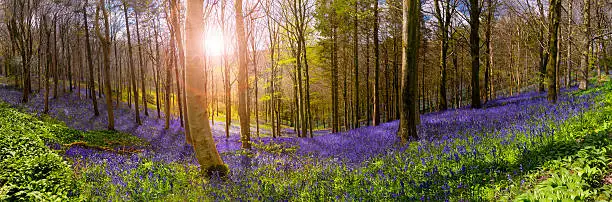 Sun shines through beech and birch trees on a Dorset hillside
