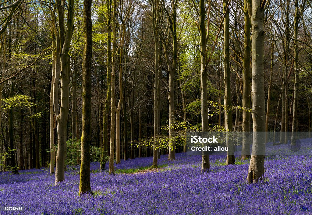 Sunlight illuminates peaceful bluebell woods Sun shines through beech and birch trees on a Dorset hillside April Stock Photo