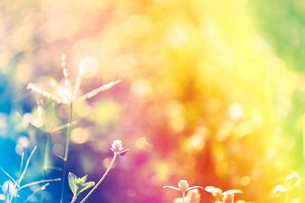 istock wild flower with vintage fillter 527214414