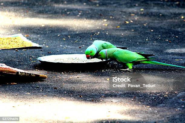 Parrots Stock Photo - Download Image Now - Animal Body Part, Animal Eye, Animal Family