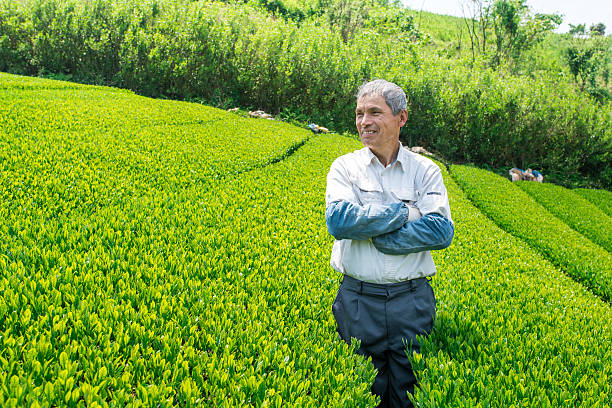 인물사진 선임 재퍼니즈 티 농부 - tea crop spring japanese culture tea 뉴스 사진 이미지