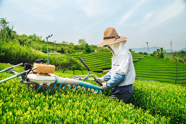 agricoltore raccolta di una produzione di foglie di tè verde - tea crop spring japanese culture tea foto e immagini stock