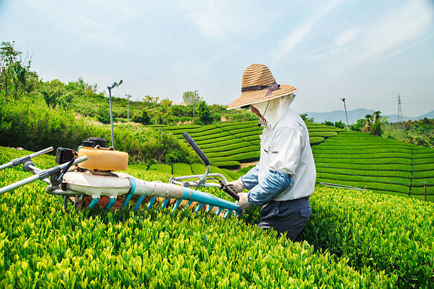 um agricultor colheita colheita de chá verde folhas - tea pickers imagens e fotografias de stock