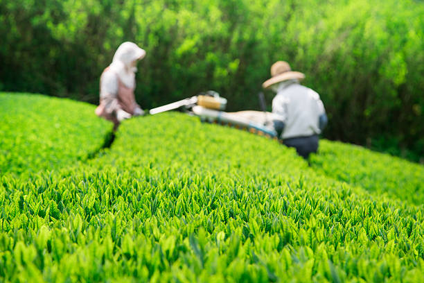 agricoltori raccolta di tè verde giapponese - tea crop spring japanese culture tea foto e immagini stock