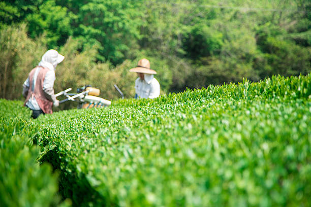tè verde farm - tea crop spring japanese culture tea foto e immagini stock