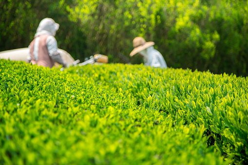 Close up of Japanese green tea leaves whilst two senior farmers harvest a crop of green tea leaves in the background out of focus. Kagawa, Japan. May 2016