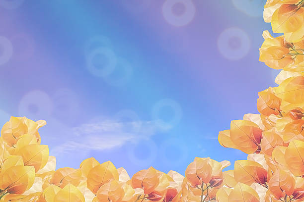 istock orange bougainvilleas on blue sky background 527216316