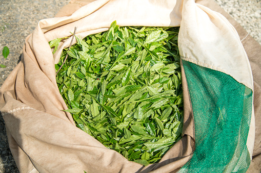 Close up of freshly harvested Japanese green tea leaves in a sack. Kagawa, Japan. May 2016