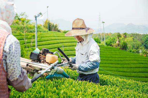 due senior agricoltori raccolta di foglie di tè verde - tea crop spring japanese culture tea foto e immagini stock