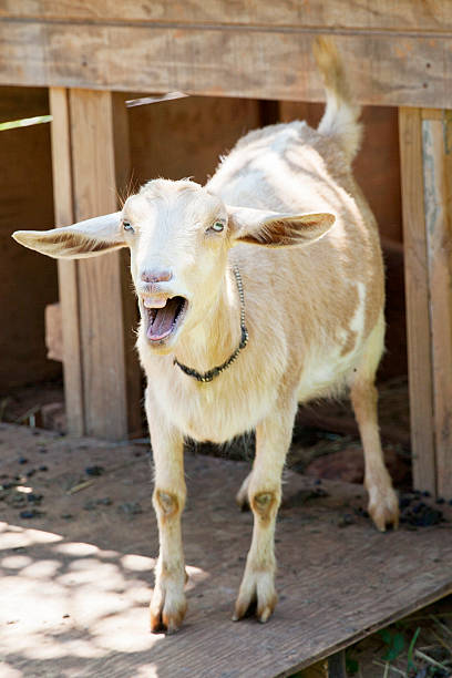 goat bleating A white goat, standing in front of his shelter on a farm, bleating with his mouth wide open. goat pen stock pictures, royalty-free photos & images