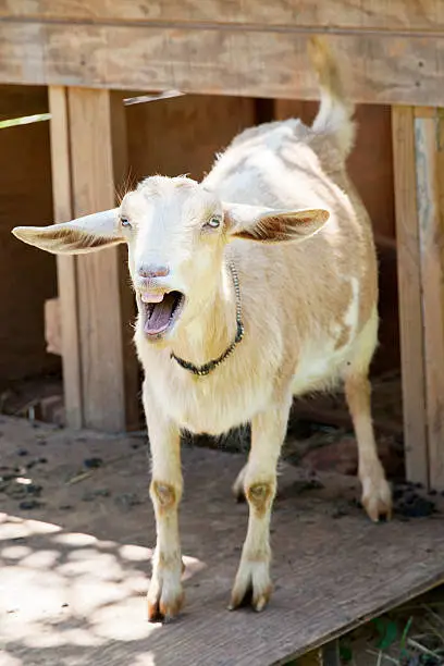 A white goat, standing in front of his shelter on a farm, bleating with his mouth wide open.