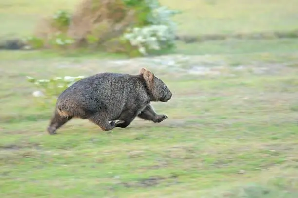 a Wombat runs through a field in North eastern Tasmania, Australia