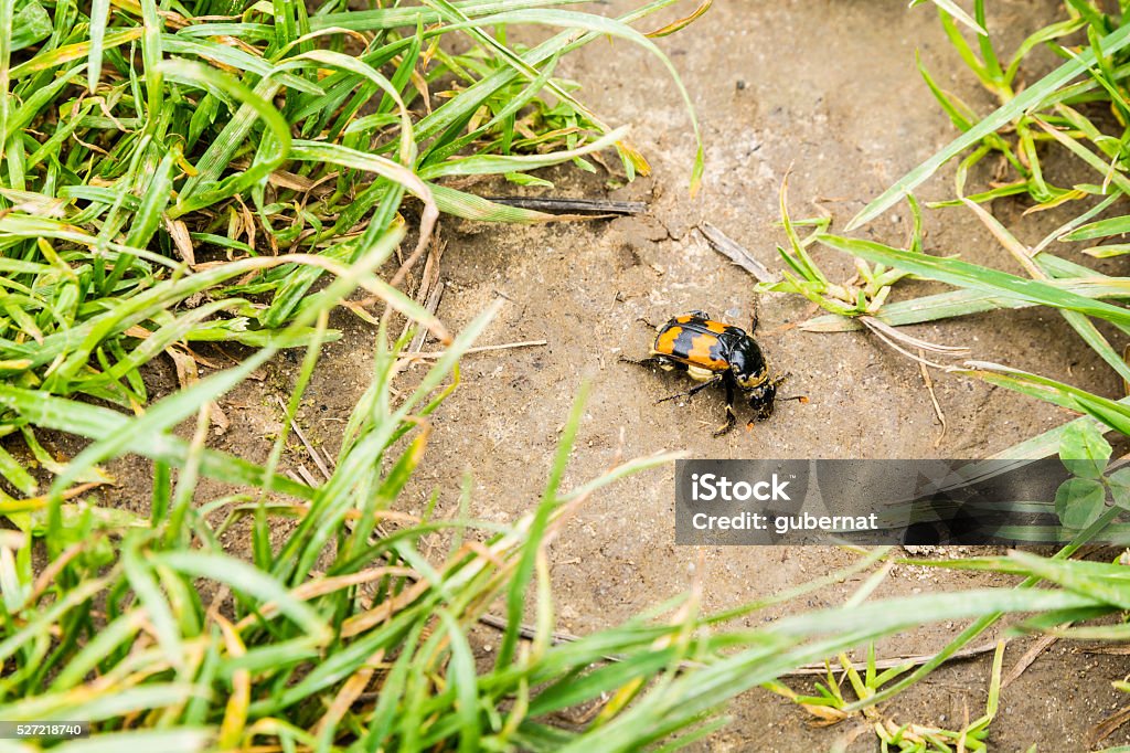 Representative nekrofauna - Nicrophorus vespillo, Necrophorus vespillo Orange and black beetle (Nicrophorus vespillo, Necrophorus vespillo) in the meadow. Animal Abdomen Stock Photo