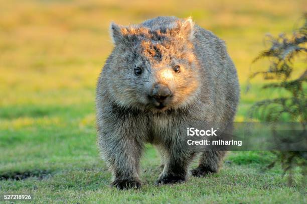 Wombat Stock Photo - Download Image Now - Wombat, Australia, Tasmania