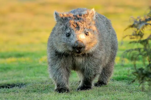 a Wombat forages for food at sunset in North Eastern Tasmania, Australia