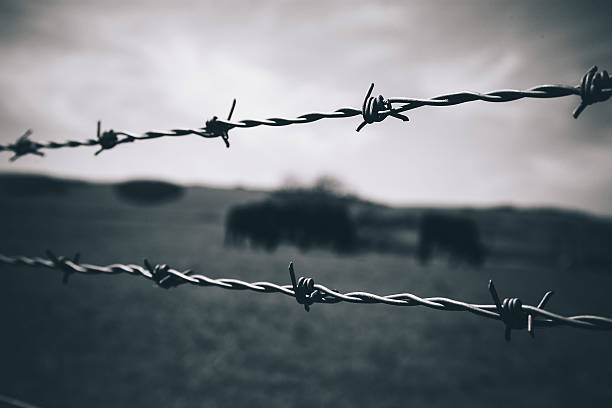 istock Animal living behind barbed wire 527219062