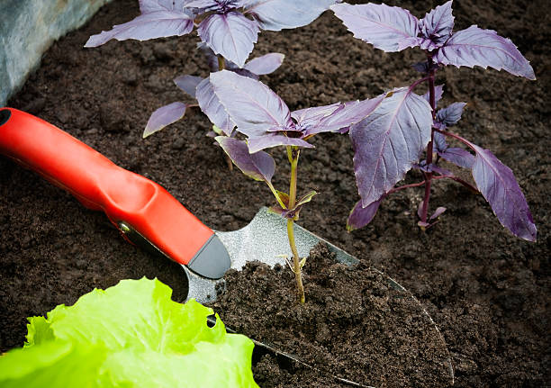 istock Garden shovel with purple basil. Selective focus 527219102