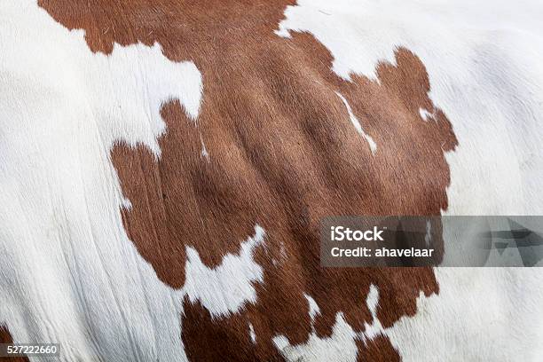 Edema Pada Sapi Bagian Dari Kulit Sapi Merah Dan Putih Pada Sapi Foto Stok - Unduh ...