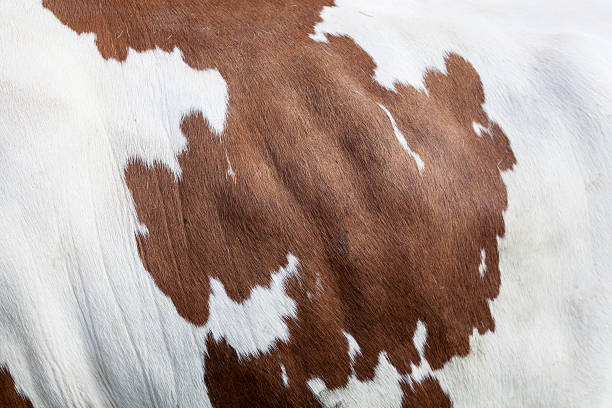 istock part of red and white cowhide on cow 527222660