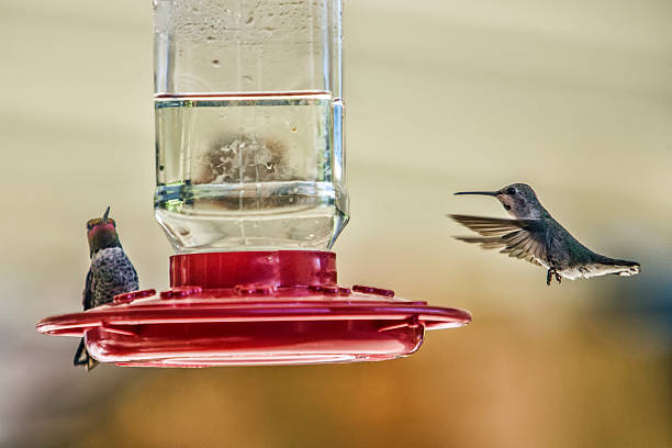 istock Hummingbirds at Feeder 527222708