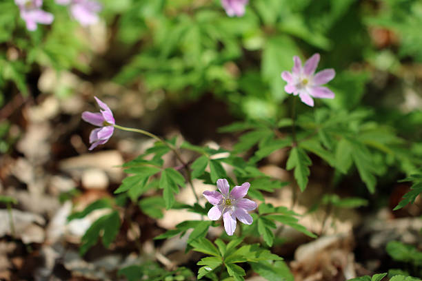 istock Anemone nemorosa in forest 527222948