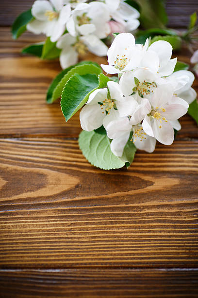istock spring flowers of fruit trees 527223298