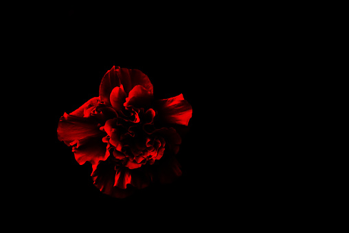 Soft focus red hibiscus flowers on a black background.