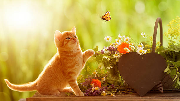 young cat and butterfly with medicinal herbs young cat playing with butterfly in front of a basket with medicinal herbs and a heart with Copy Space kitten photos stock pictures, royalty-free photos & images