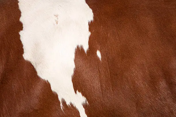 closeup of white spot on brown hide on side of cow