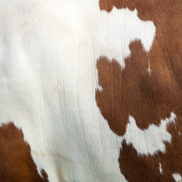 istock cowhide on side of red and white cow 527224080