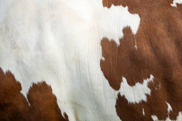 istock cowhide on side of red and white cow 527224140