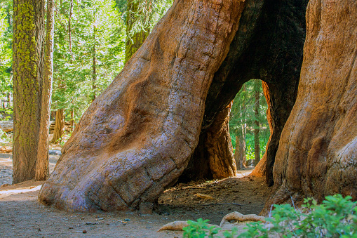 Trail of 100 Giants, Sequoia National Forest, California.  Early summer morning.