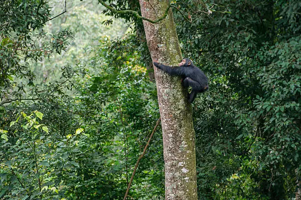 A young "Chimp" (Common Chimpanzee, Pan troglodytes) is climbing in a tree. SHOT IN WILDLIFE in Nyungwe Forest National Park, Rwanda. . 