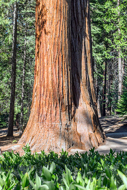 istock Sequoia National Forest, California 527224938