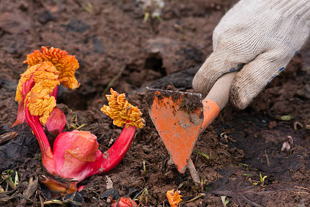 istock hands weeding garden bed with rhubarb, closeup 527225250