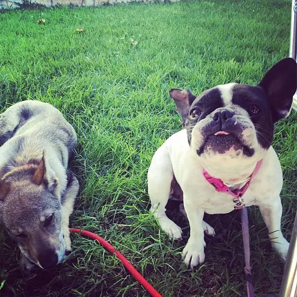 Photo of Dog Wolf and bulldog frances