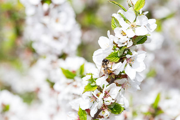istock Macro Honey Bee harvesting pollen from Cherry Blossom 527226008