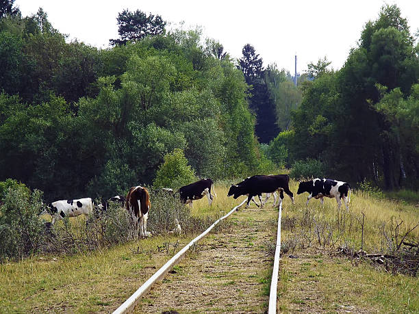 animales del grupo de pasar la vía férrea de vaca - cencerro fotos fotografías e imágenes de stock