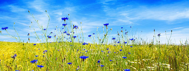 istock Summer landscape with flower meadof and clouds. 527227288