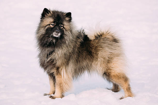 Funny Young Keeshond, Keeshonden dog play in snow, winter season. Sunny day