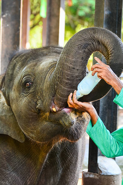istock Orphaned Baby Elephant Being Feed With Milk 527228266