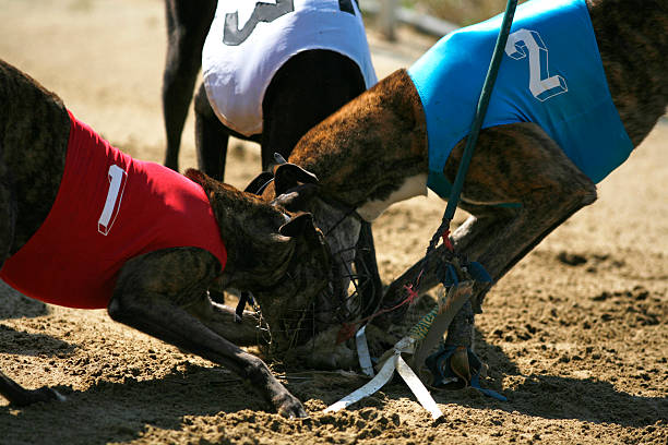istock Greyhounds caught the rabbit on the race 527228368