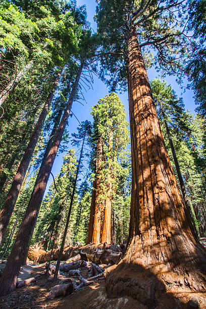 istock Sequoia National Forest, California 527228418