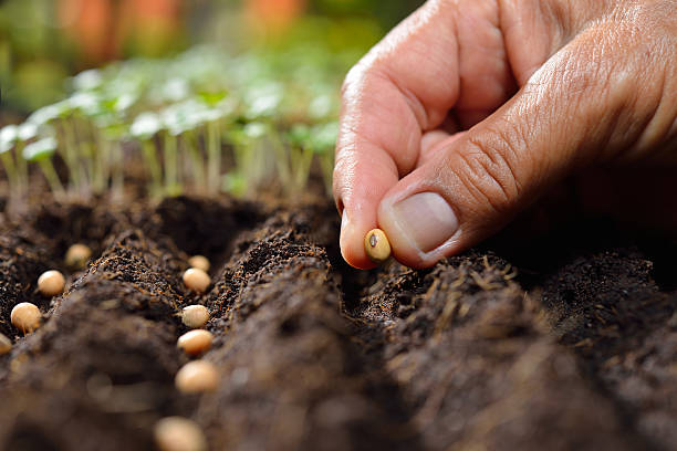 Planting seeds Farmer's hand planting seeds in soil vegetable seeds stock pictures, royalty-free photos & images
