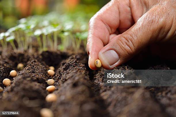 Planting Seeds Stock Photo - Download Image Now - Seed, Planting, Agriculture