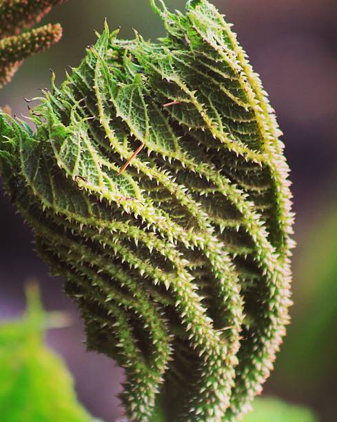 gunnera - gunnera ストックフォトと画像