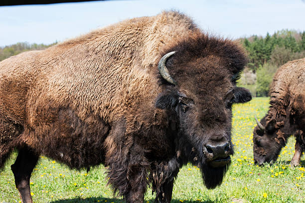 istock Portrait of the bison 527230976
