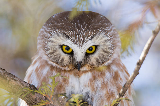 istock Northern Saw-whet Owl 527231034